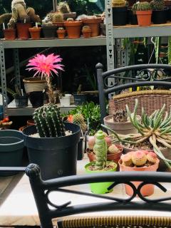 B &B Yuupke Maasbree Noord-Limburg Venlo Roermond - Maasbree - 5