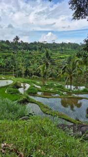 MyHome - Lombok - Tetebatu - 1