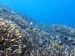 Padi Bungalow - Tetebatu - 3
