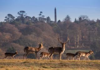 Lostwithiel Stable House - Braddock - 3