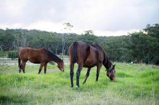 Equine Haven Trail by Tiny Away - Glenworth Valley - 7