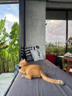 Casa Avana - Ubud - 9