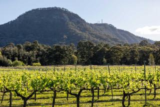 Brokenback Vineyard Cottage - Pokolbin - 9