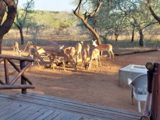 Khumbula iAfrica 1 - Marloth Park - 0