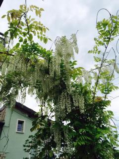 La Corte del Borgo - 1