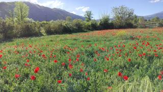 B&B La Foglietta - Paganica - 2