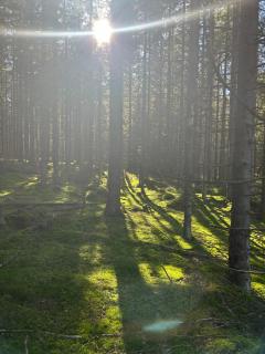 Energy place in the woods 30 min from Oslo - - 8