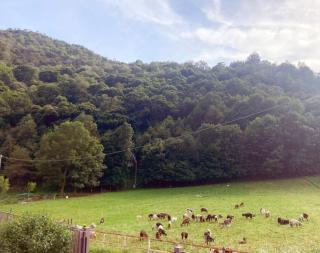 Ballabio IRIS - Relaxing Alpine Getaway - 2