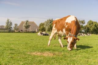 Duintentje - Schiermonnikoog - 5