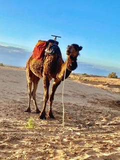 Sahara tarula camp - Oulad Akkou - 8