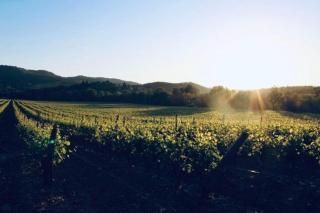 La Maison du Figuier - 8