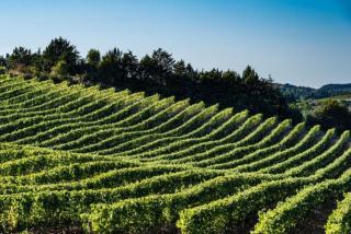 La Maison du Figuier - 3