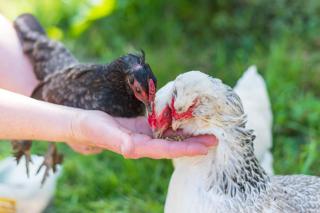 Woods Meadow Glamping - Peaceful days, Relaxing stay - Family & Pet Friendly Lodges - Woodland Escape - 5