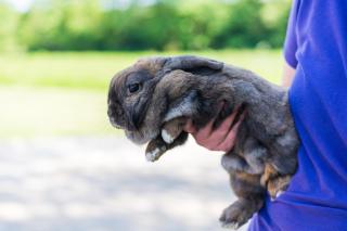 Woods Meadow Glamping - Peaceful days, Relaxing stay - Family & Pet Friendly Lodges - Woodland Escape - 4