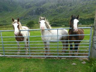 Purple Mountain Cottage - Killarney - 6