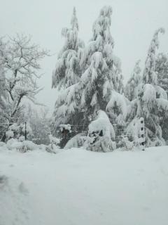 Deodar Hilltop Homestay - 8