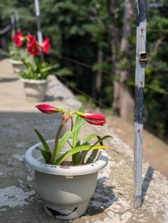 Deodar Hilltop Homestay - 5