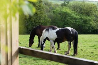 Safari Cornwall - Bodmin - 4