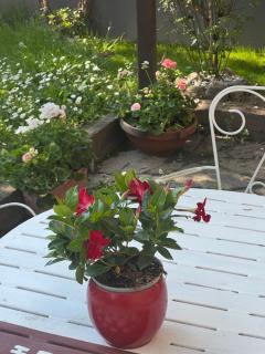 Nuova Casa vacanze nonna Prassede con giardino e posto auto - Lecco - 9