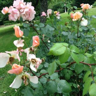 La Maison d'Ambre - 3