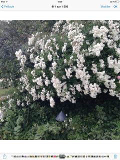 La Maison d'Ambre - 7