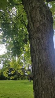 Maison d'architecte avec foret et immense jardin - Saintes - 4
