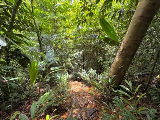 New, Private River, Wifi, AC, King Bed, Jungle Shower - 6