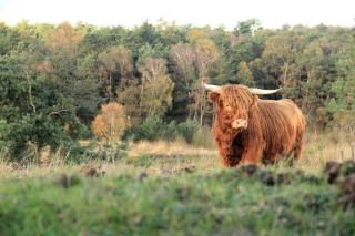 The Highlander- Stylish Hideaway near Beach & Forest Schoorl and Bergen- Dogs Welcome - Warmenhuizen - 8