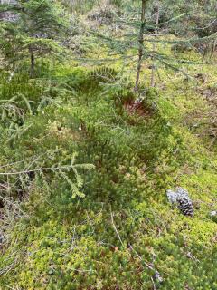 Värava Talu - Leina - 6