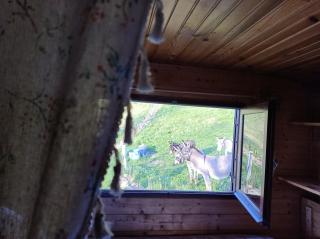 Roulotte champêtre à la ferme - 8