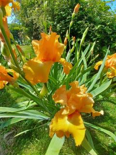 Bethesda Plouasne - family friendly B&B, countryside location - Plouasne - 7
