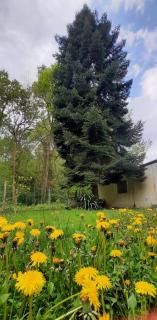 Forest Inn, retreat in nature - Saarbrücken - 3
