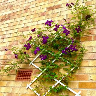Wisteria Place - 2