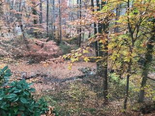 Fox Haven - 9