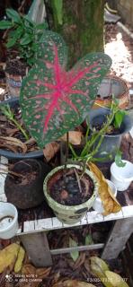 Casa Nature COP 30 - 1