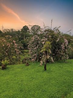 Finca San Antonio de Laguneta - Pereira - 2