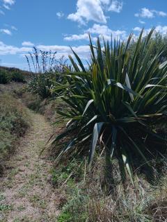 Absolute Beach Front - Tirohanga - 1