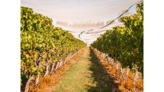 Under the Vines in Earnscleugh by Tiny Away - Earnscleugh - 1
