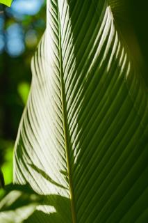 Awake Uvita - Uvita - 2