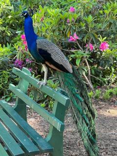 Gateway to The Gorge, Central with Free Parking - Launceston - 1