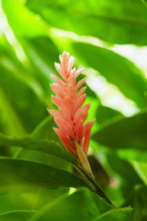 Awake Uvita - Uvita - 6