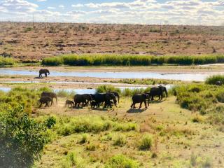 Elephant Walk Tented Camp - - 5