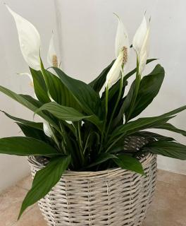 Apartman BB - Jezera - 3