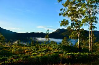 Blue sky Guest House and Restaurant - Nallathanniya - 4