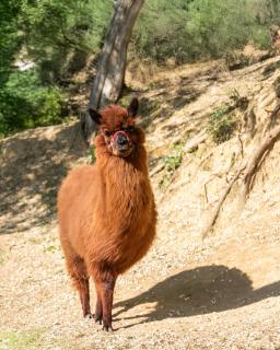 YUTA with pool- Alpaca Country House - Montecastello - 2