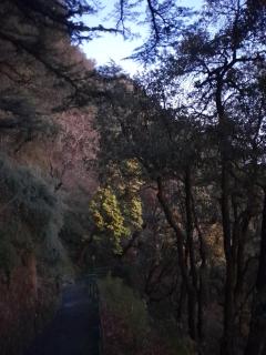 The Bird Suite at Landour Retreat - Mussoorie - 1
