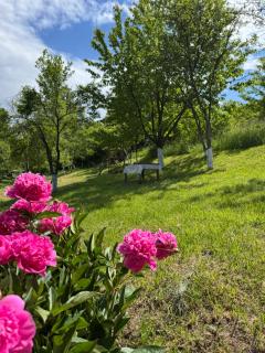 Amaya Home Sarajevo - Vogošća - 2