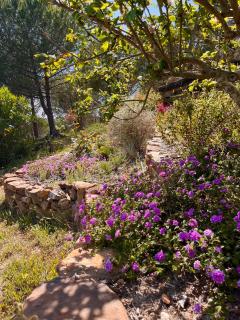 Beautiful country home immersed in pine nut farm - São Teotónio - 5