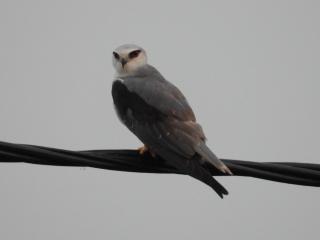 Gitanjali Forest Retreat - Bāghmundi - 8