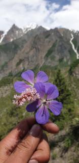 Rakaposhi Base Camp Site - Minapin - 3